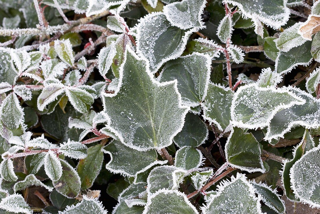 Bed of ivy and privet