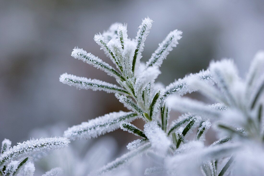 Sprig of rosemary with hoar frost