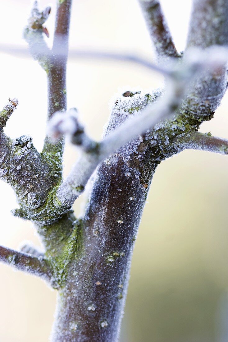 Bough of an ornamental apple tree in winter