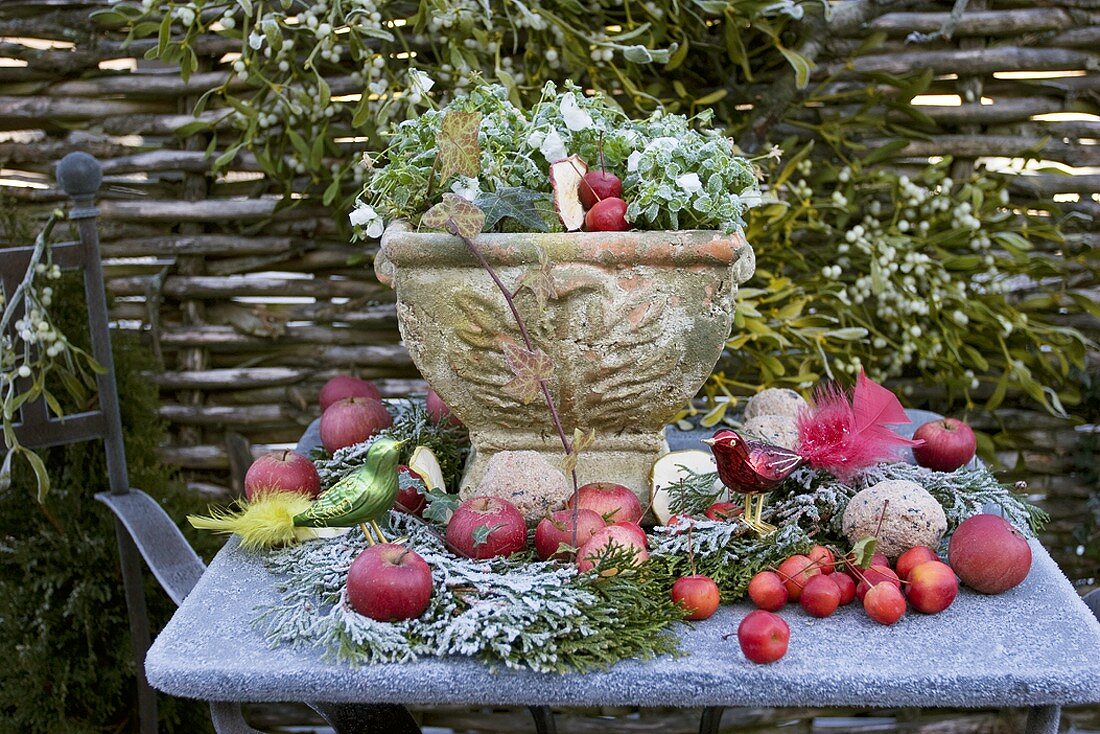 Pot of horned violets among apples and conifer branches