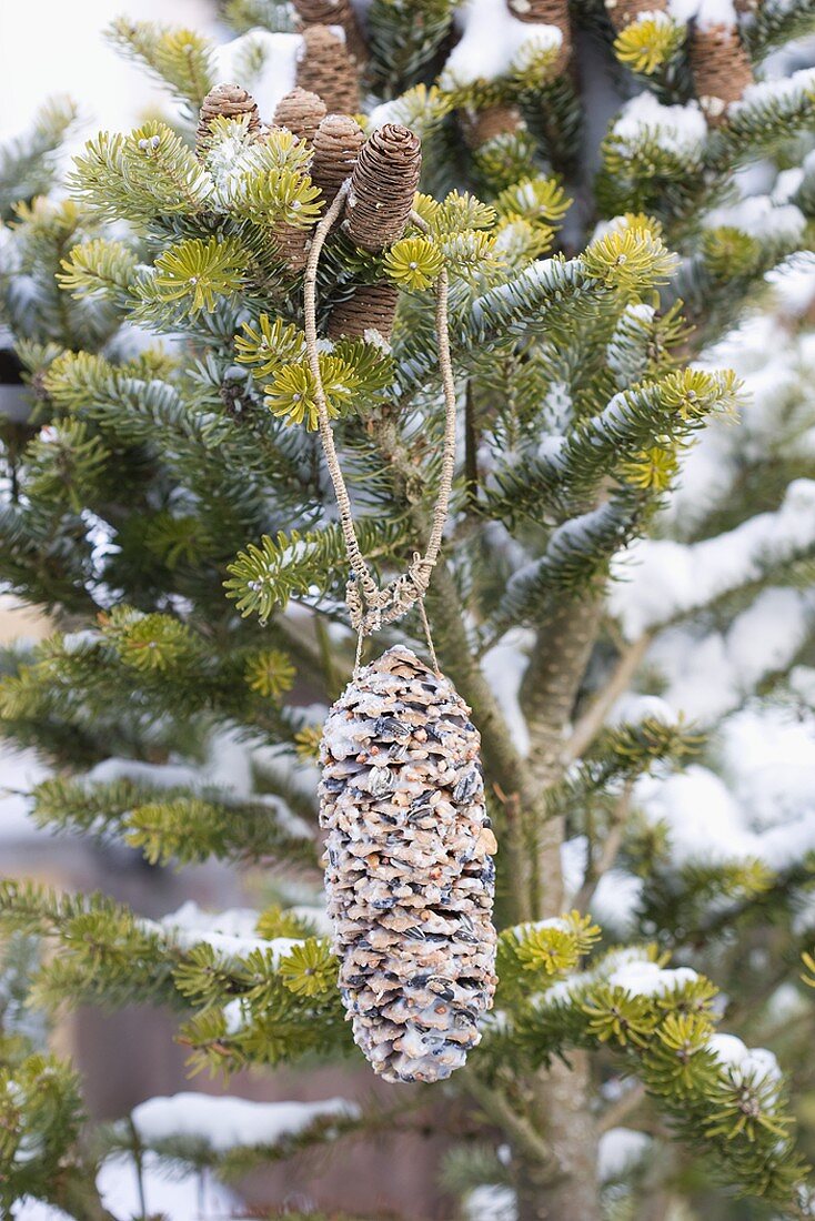 Fir cone coated in palm fat and bird food