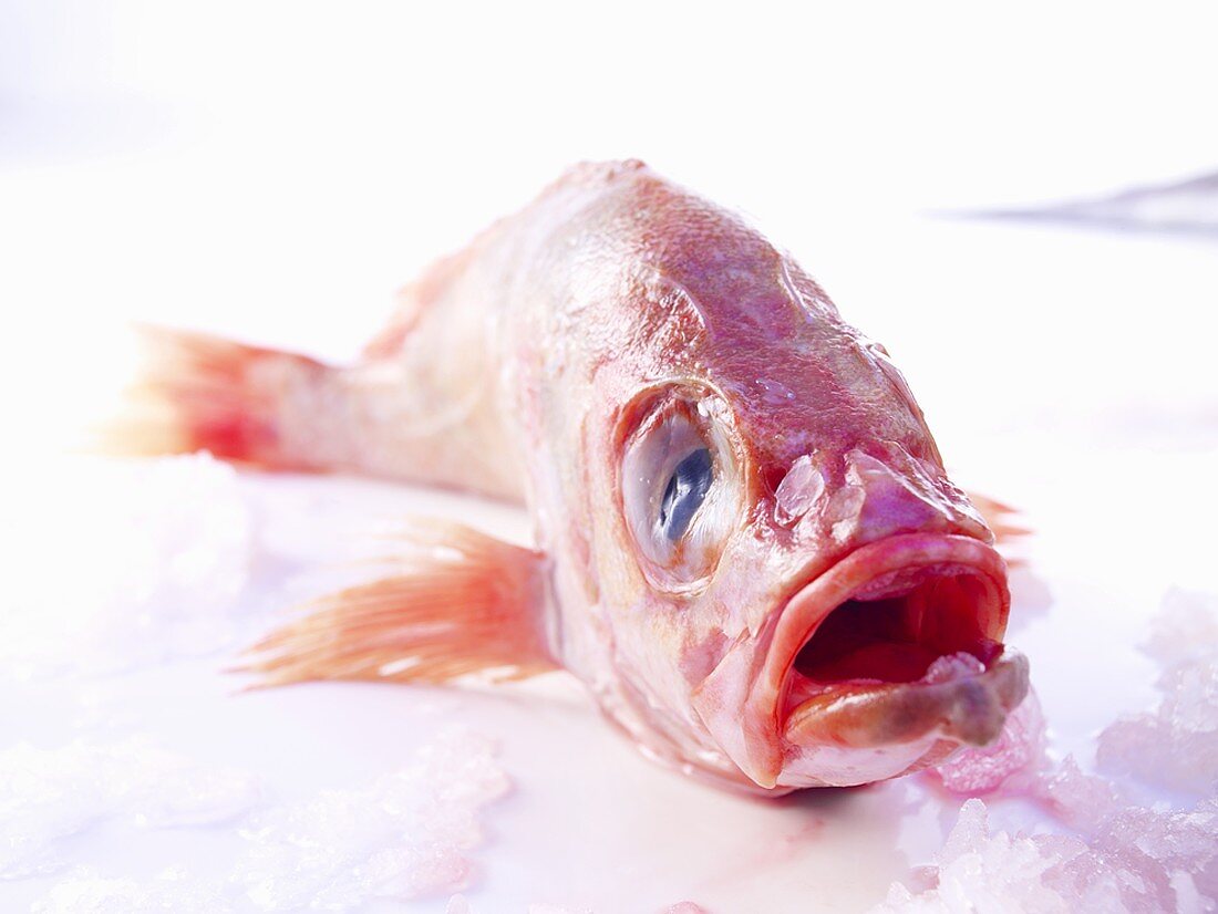 A redfish
