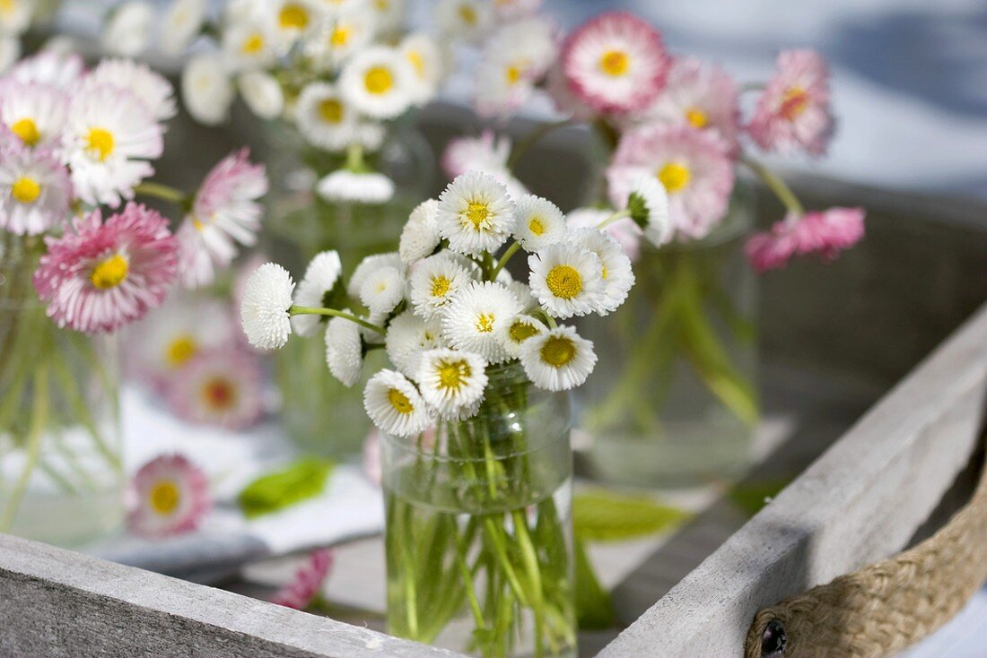 Posies of bellis flowers in small vases on tray