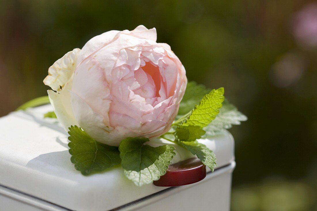 A fragrant rose with peppermint leaves