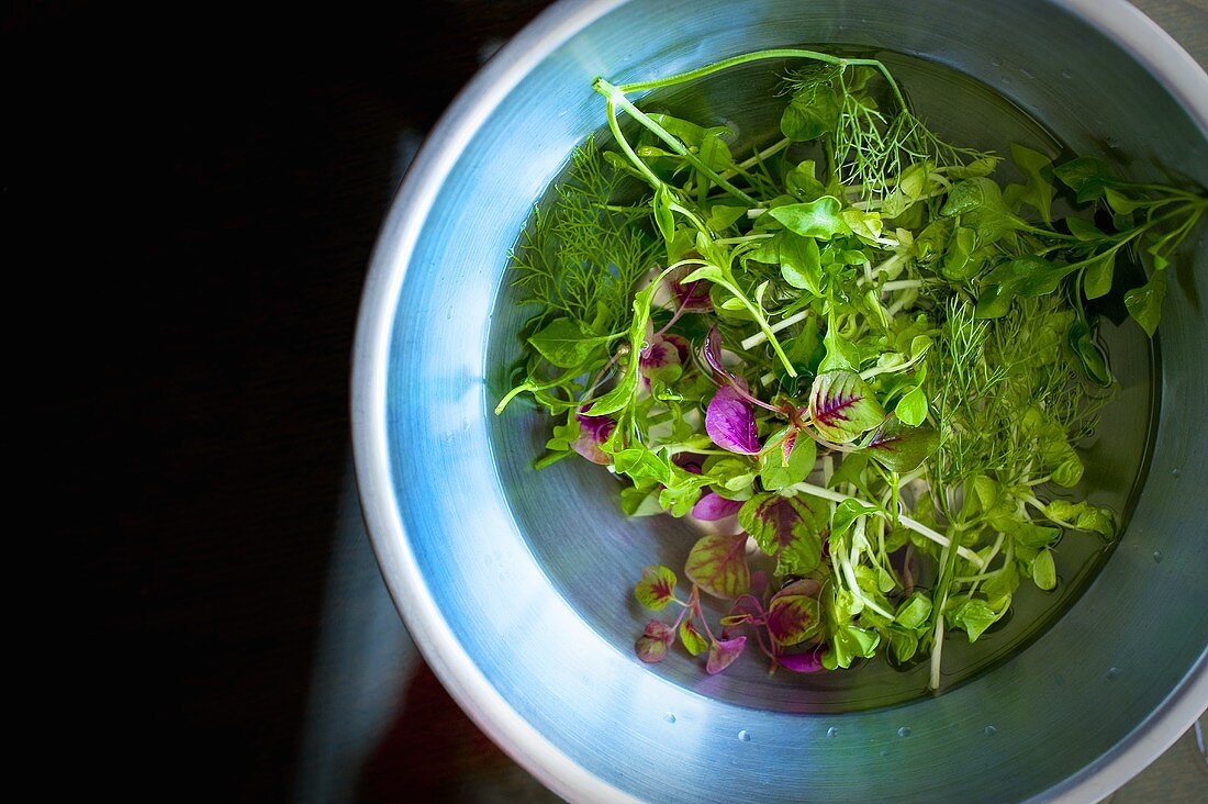Fresh herbs in a bowl of water