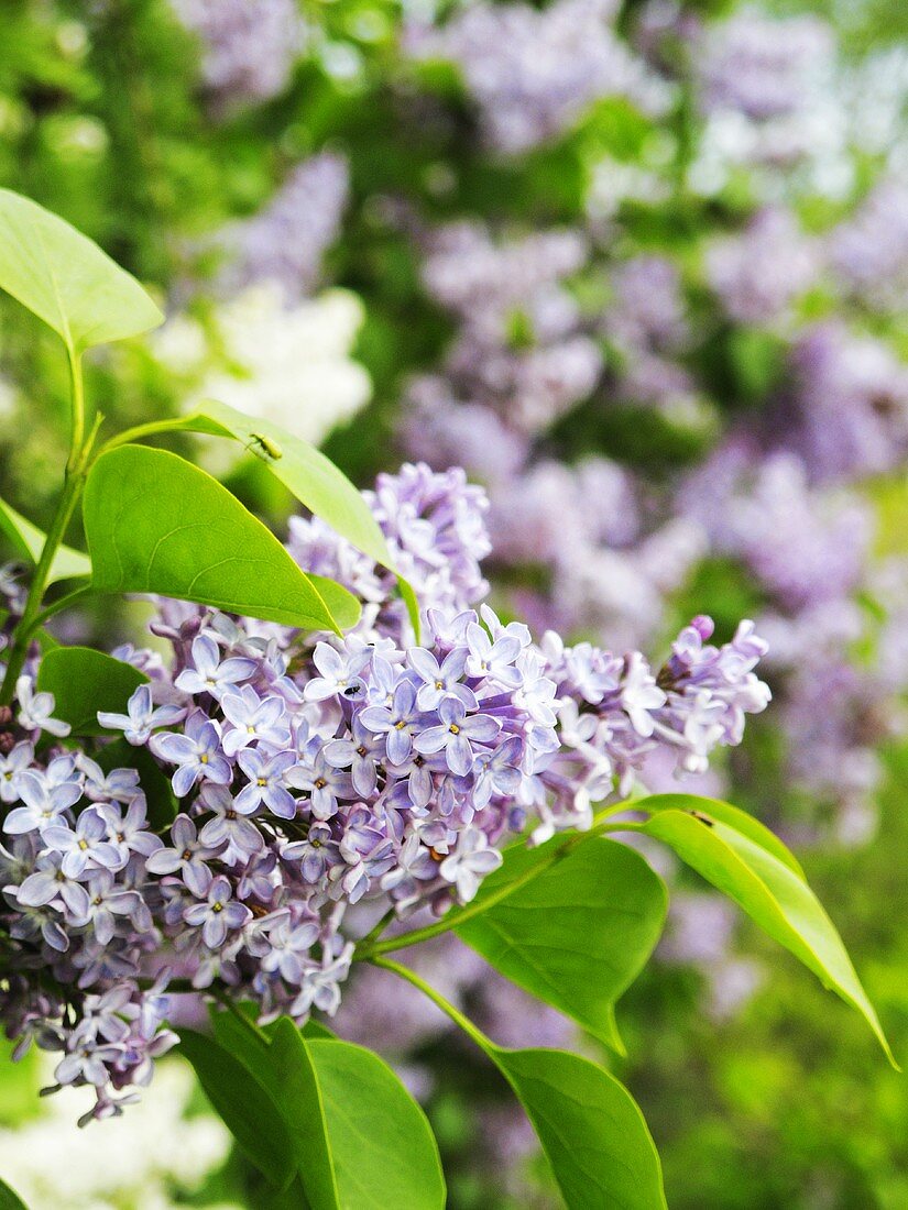 Flowering lilac