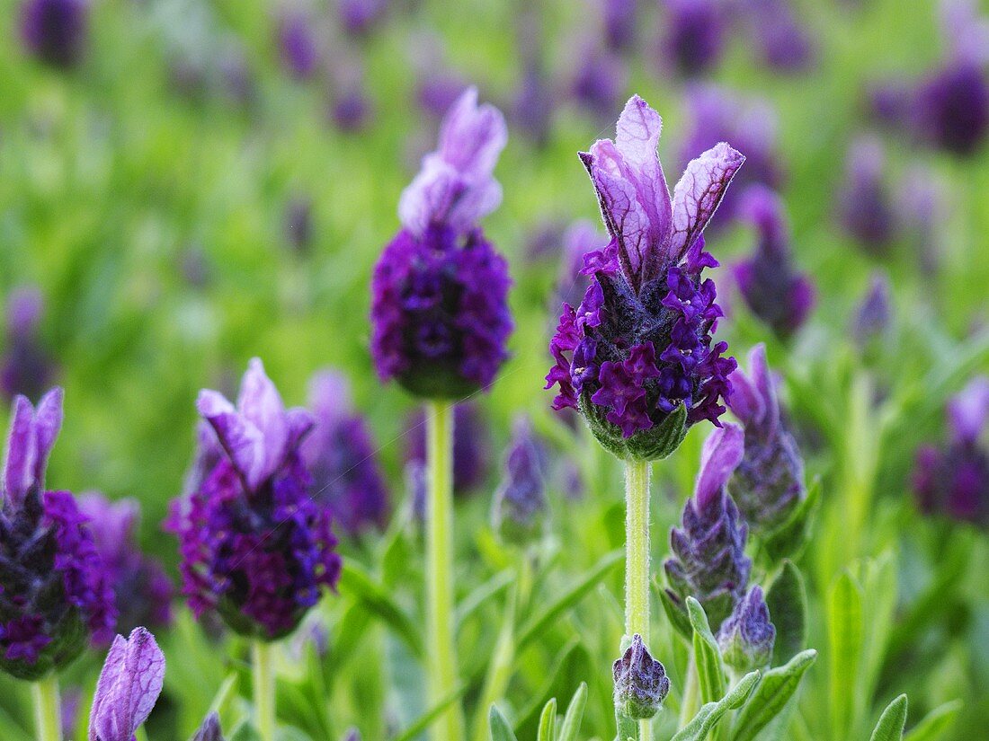 Blühender Lavendel