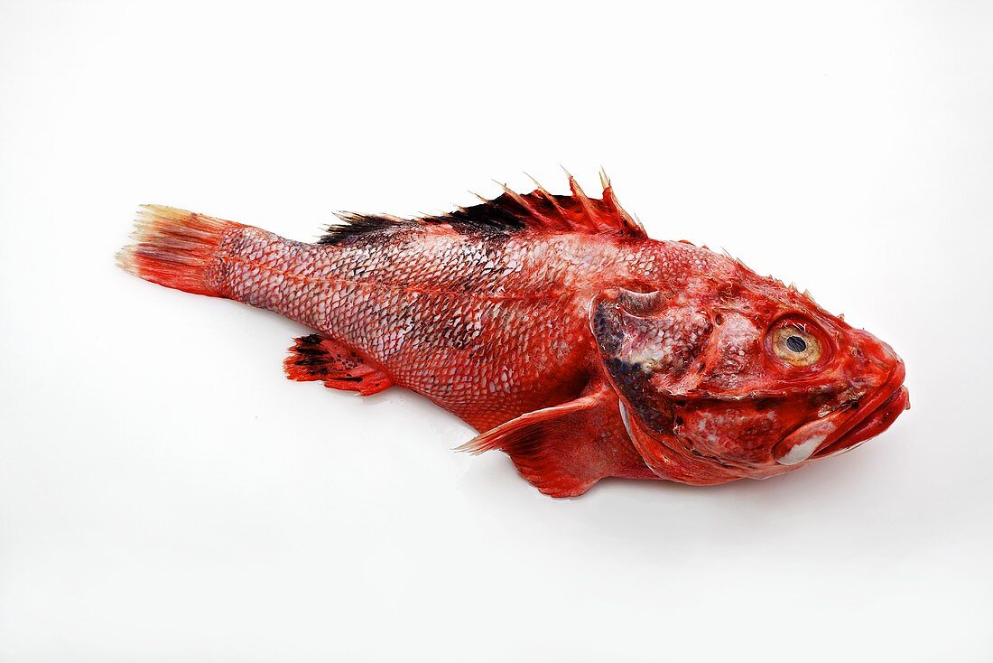 Scorpionfish (scropaena scrofa) on a white surface