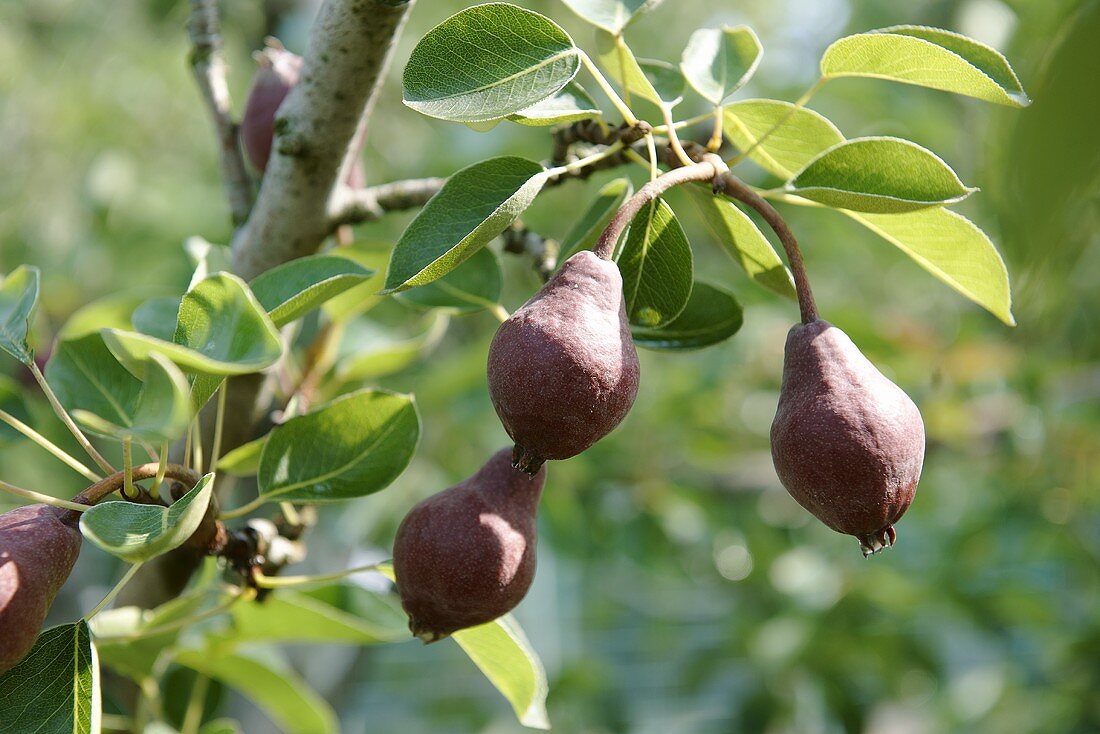 Clapp's Favourite pears on a tree