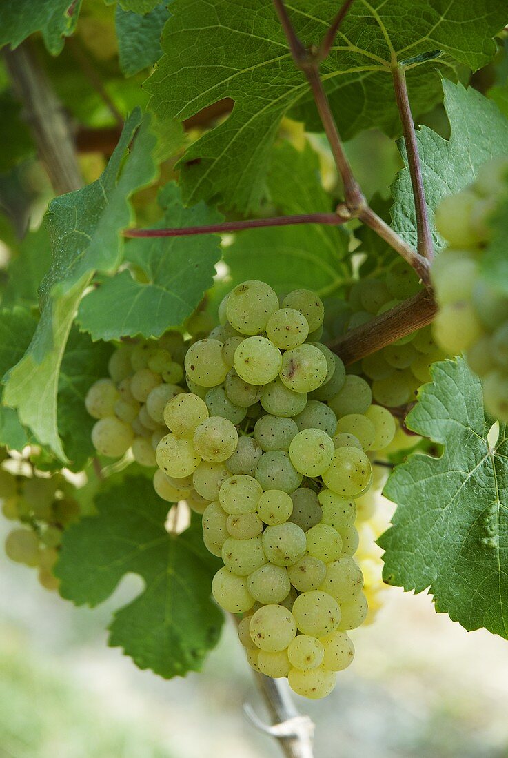 Silvaner-Trauben am Rebstock