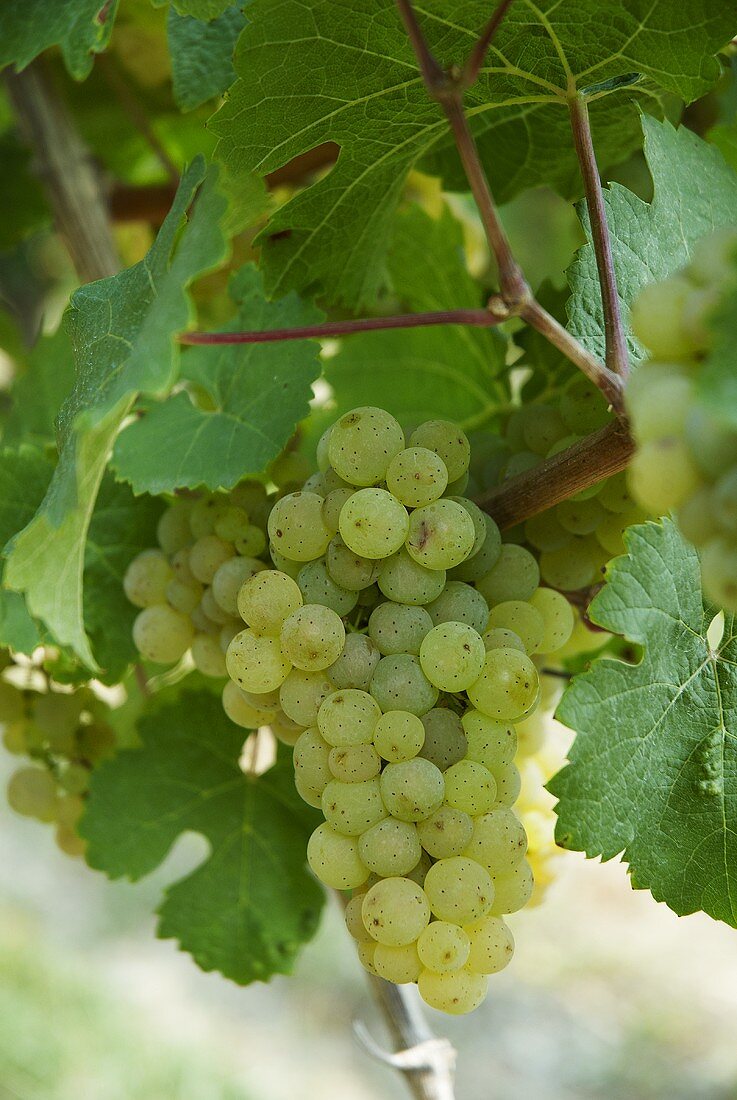Silvaner grapes on a vine