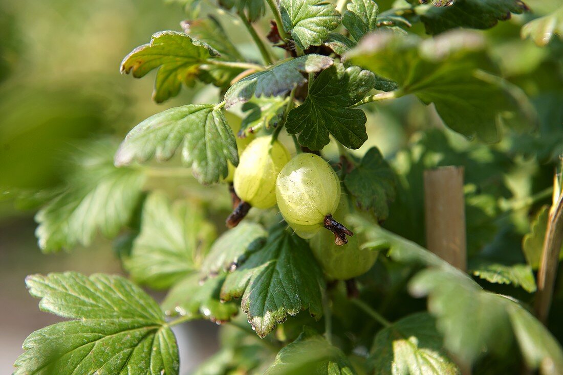 Stachelbeeren am Strauch