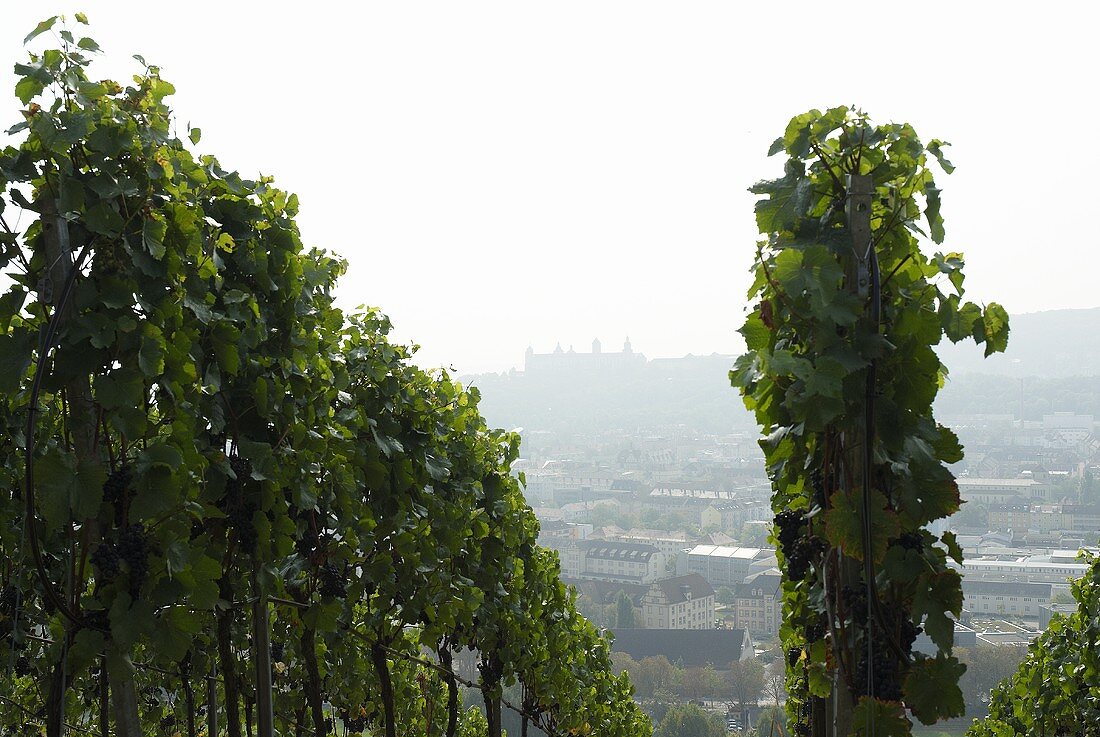 Vines of pinot noir grapes