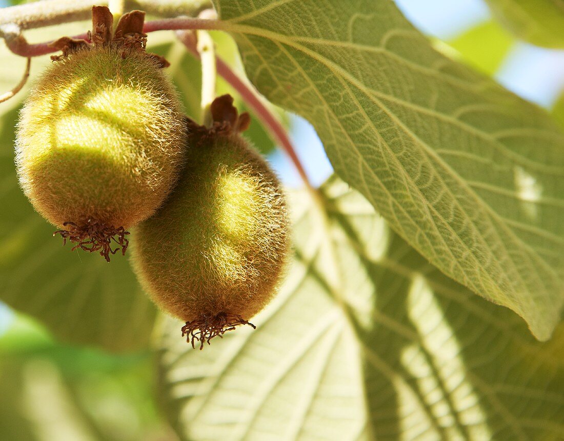 Kiwis on a tree (close up)