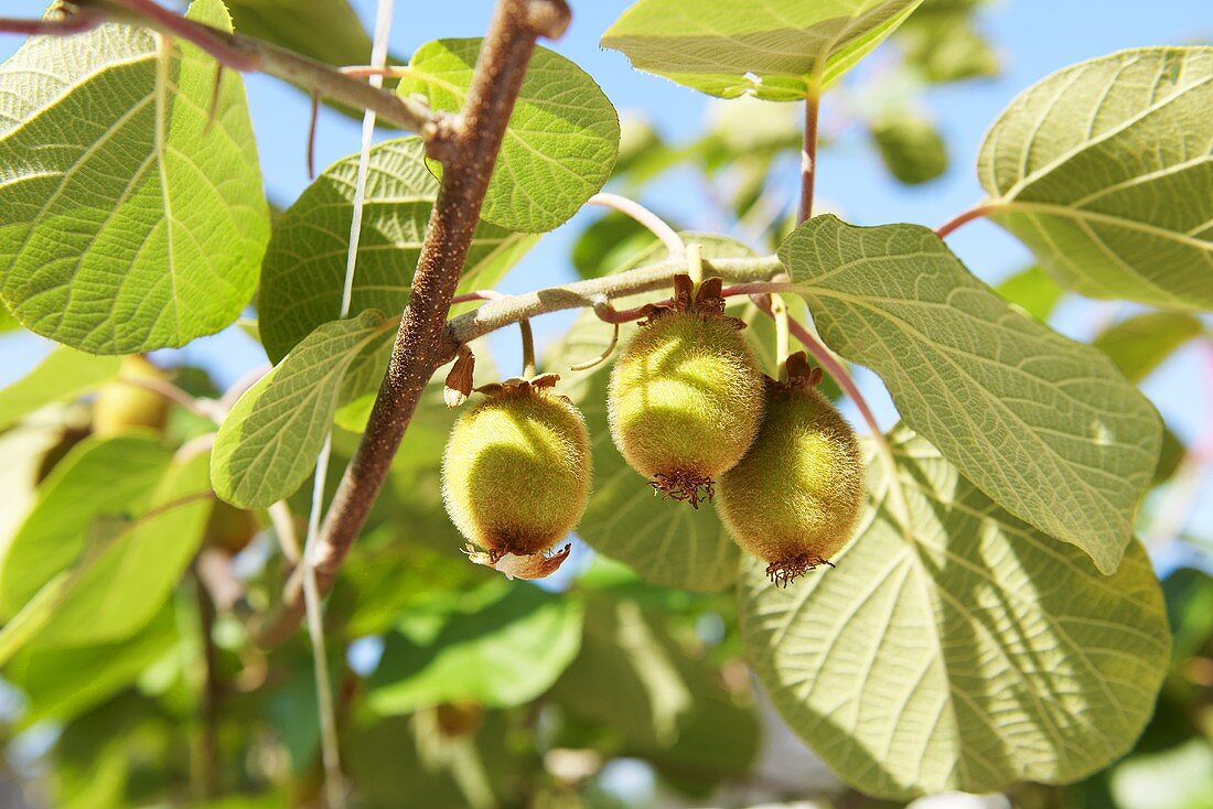 Kiwis am Baum