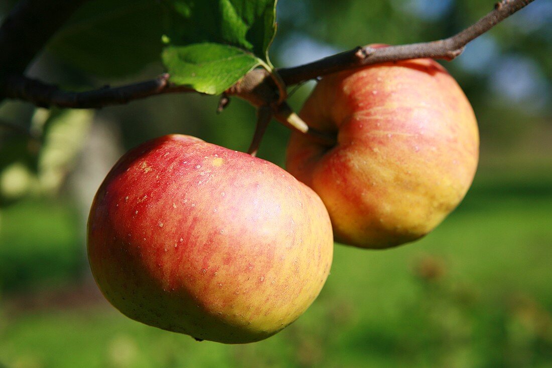 Two apples on a tree