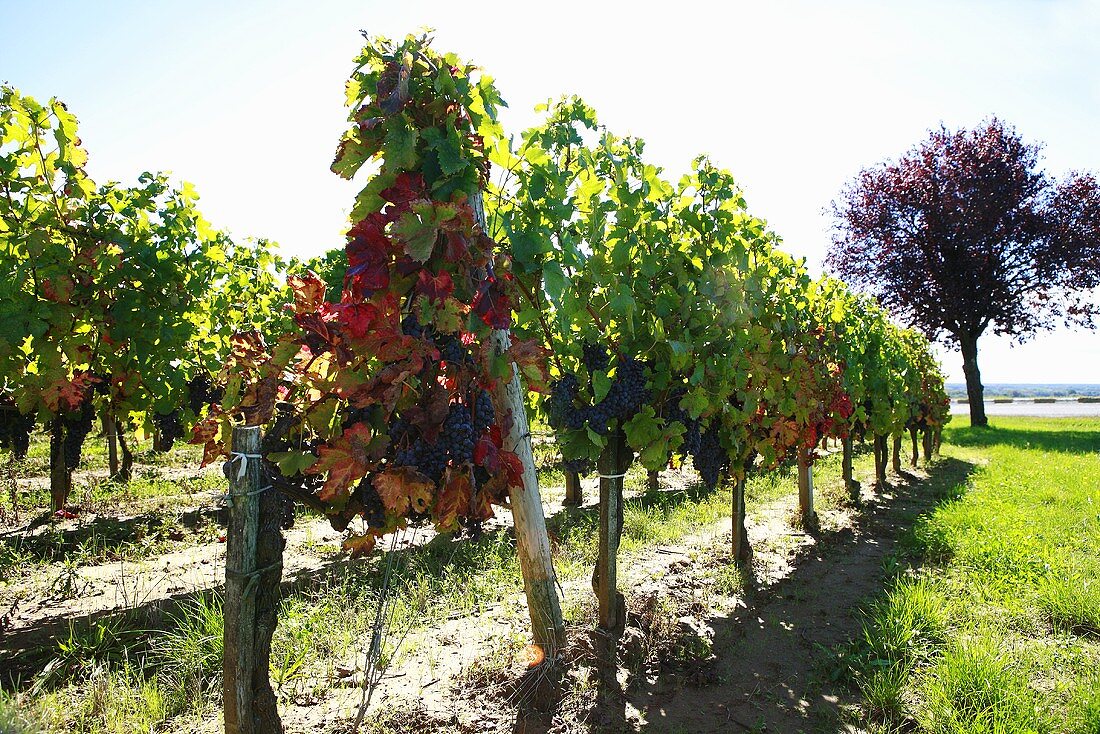 The Côtes de Bourg wine growing region in Bordeaux, France