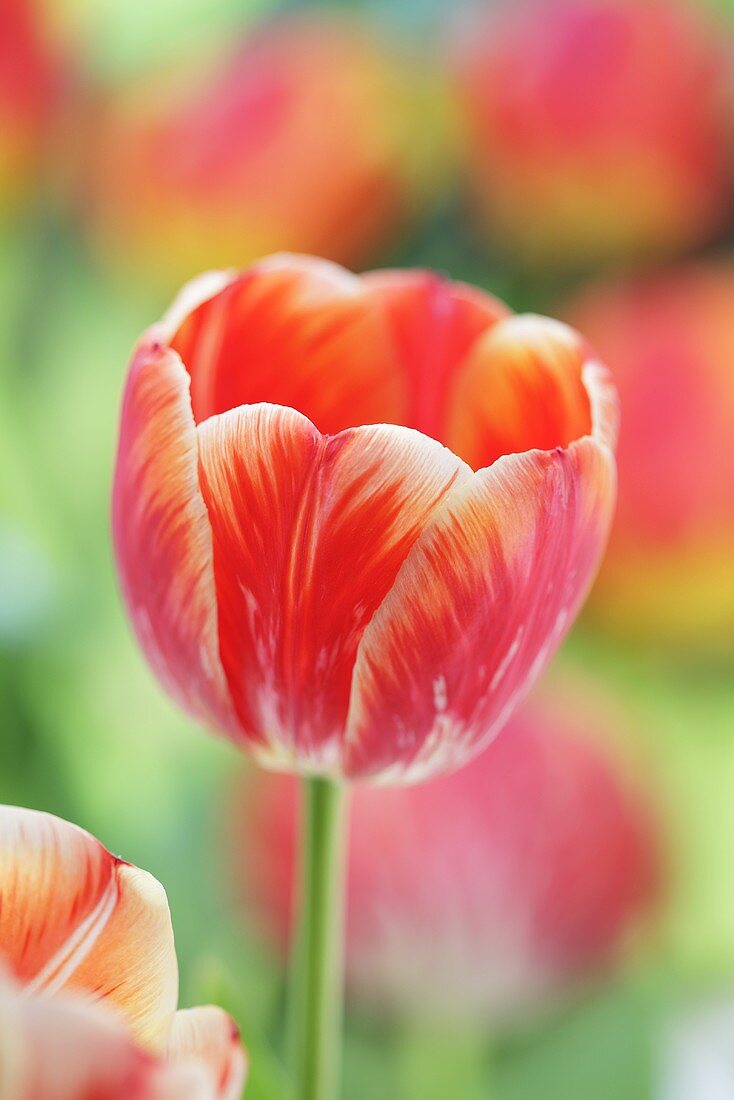 Red tulip (close up)