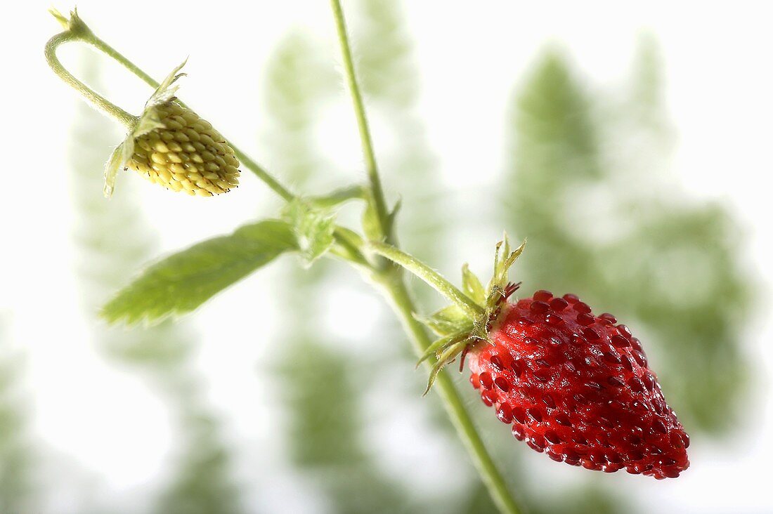 Walderdbeeren (Nahaufnahme)