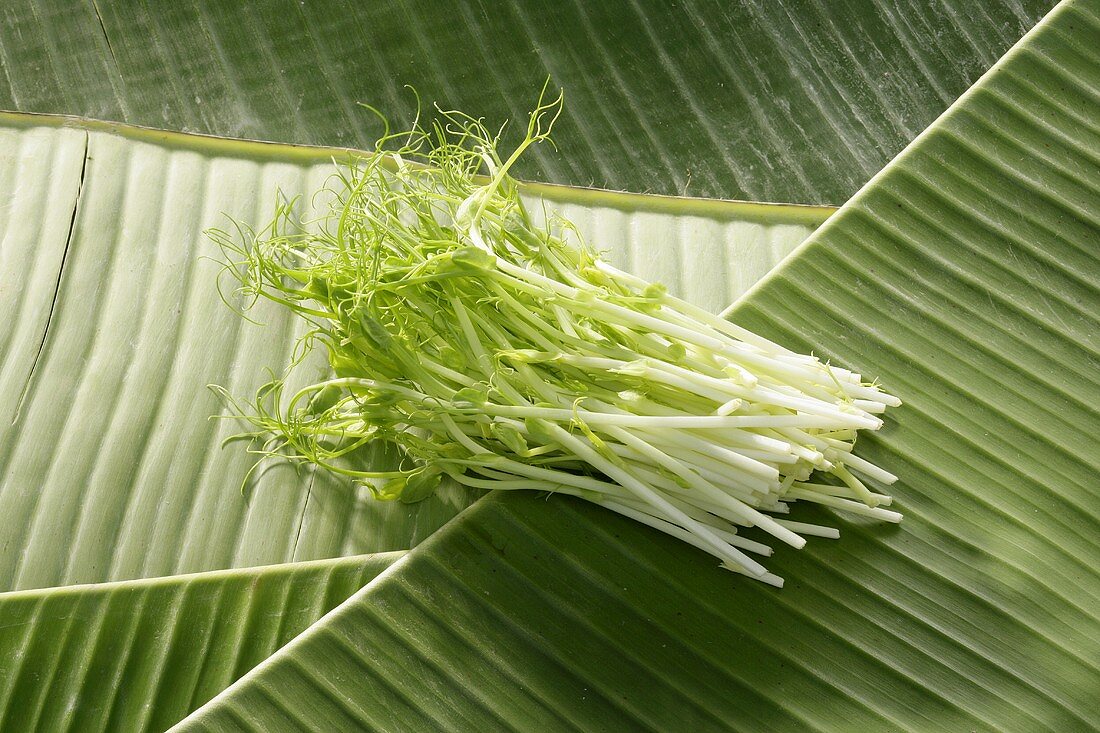 Sprouts on banana leaves