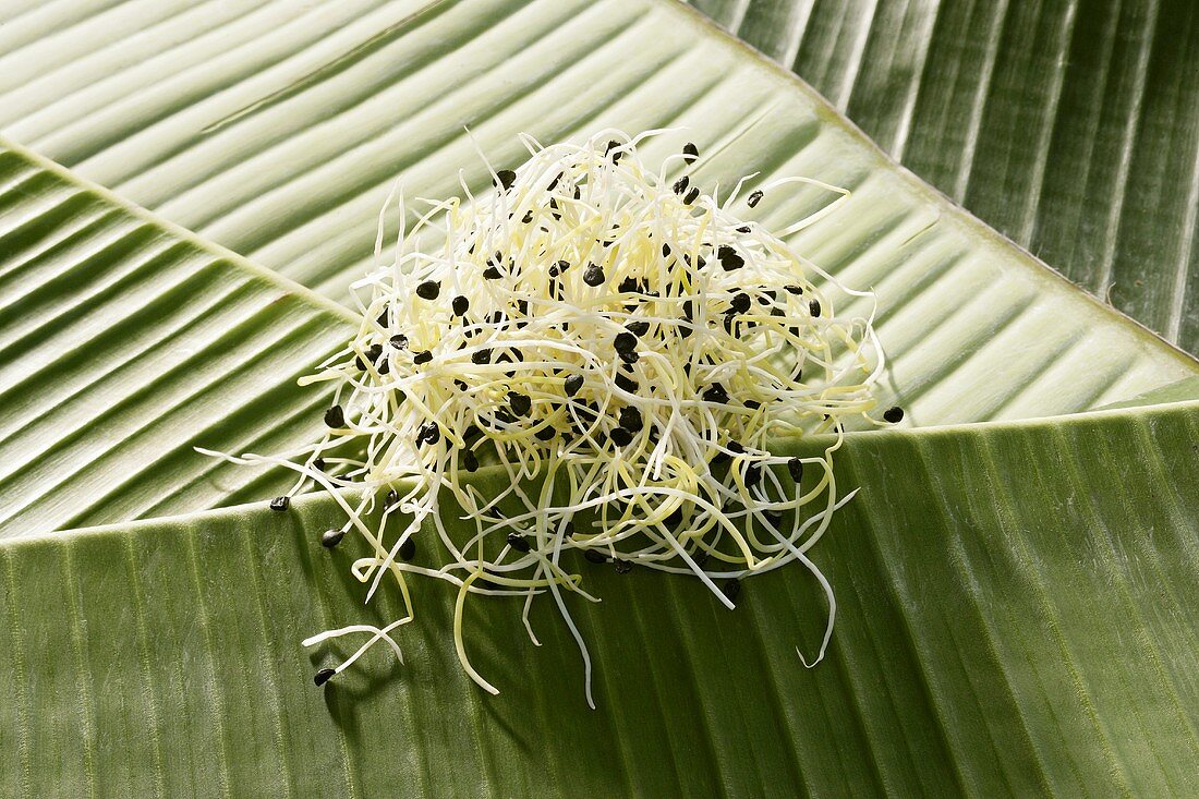 Knoblauchsprossen auf einem Bananenblatt
