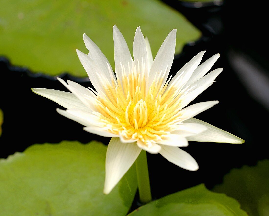 A white lotus flower