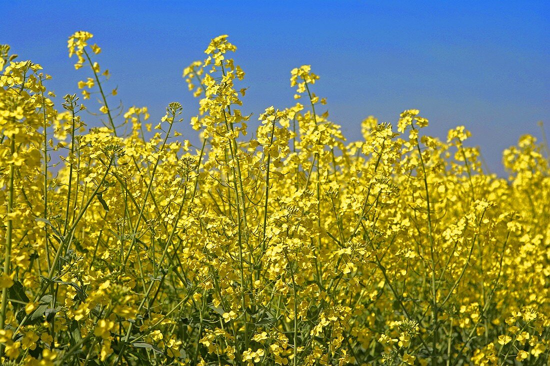 Flowering oilseed rape in the field