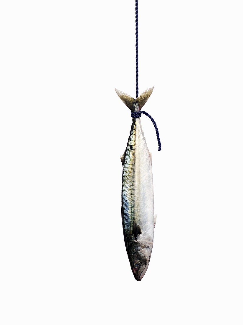 A mackerel hanging on a rope