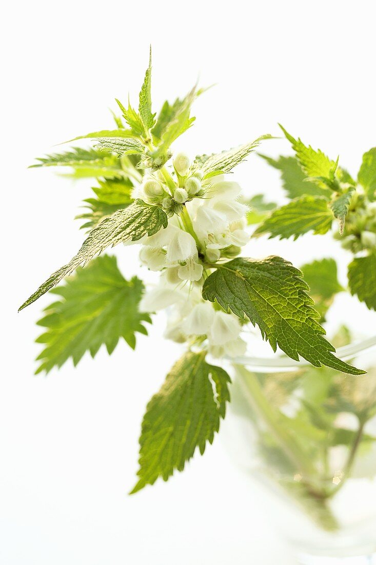 Dead-nettle with flowers