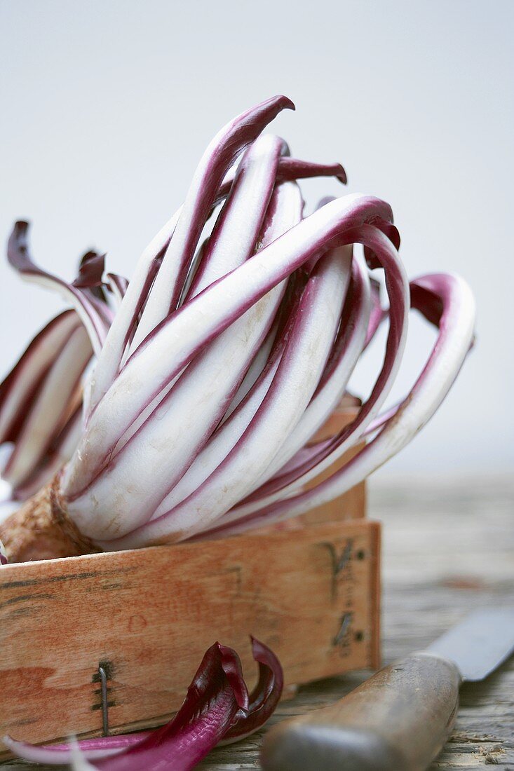 Radicchio trevisano in a wooden box with knife