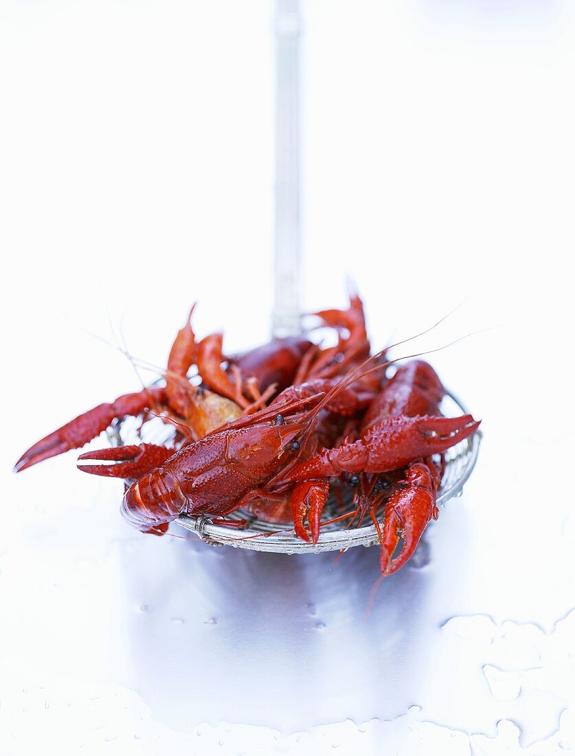 Freshwater crayfish on a straining spoon