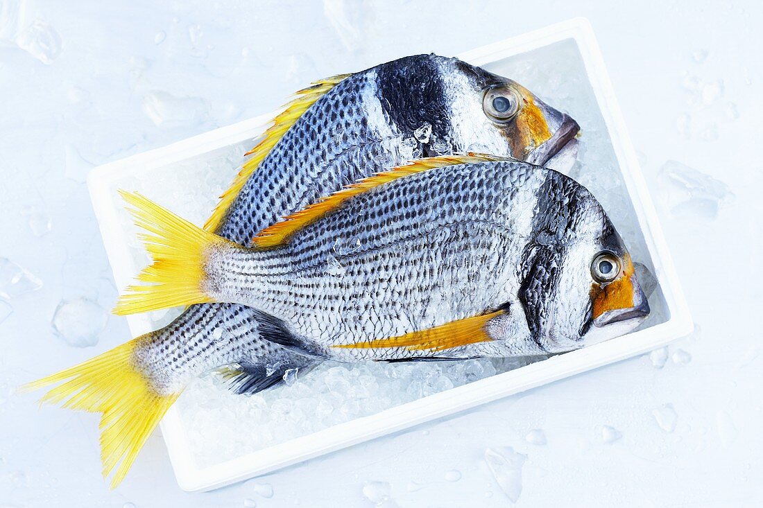 Two yellowfin seabream in a box