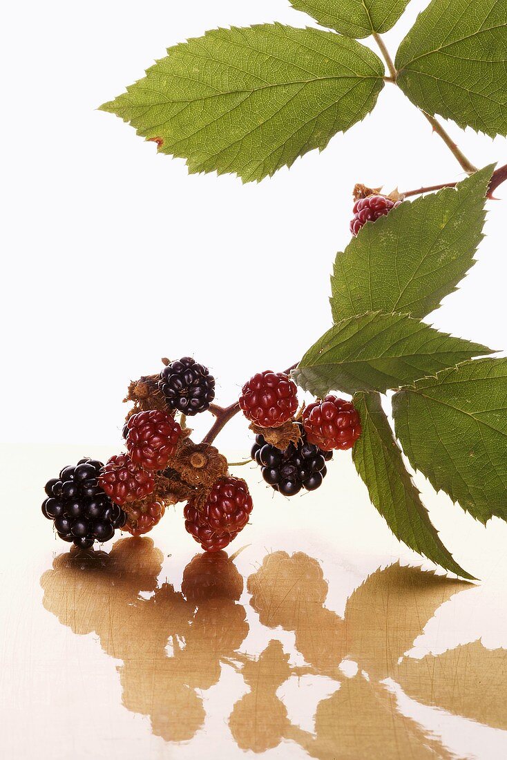 Blackberry branch with blackberries