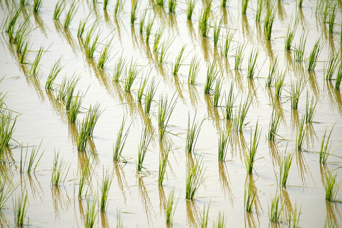 Reispflanzen auf dem Feld