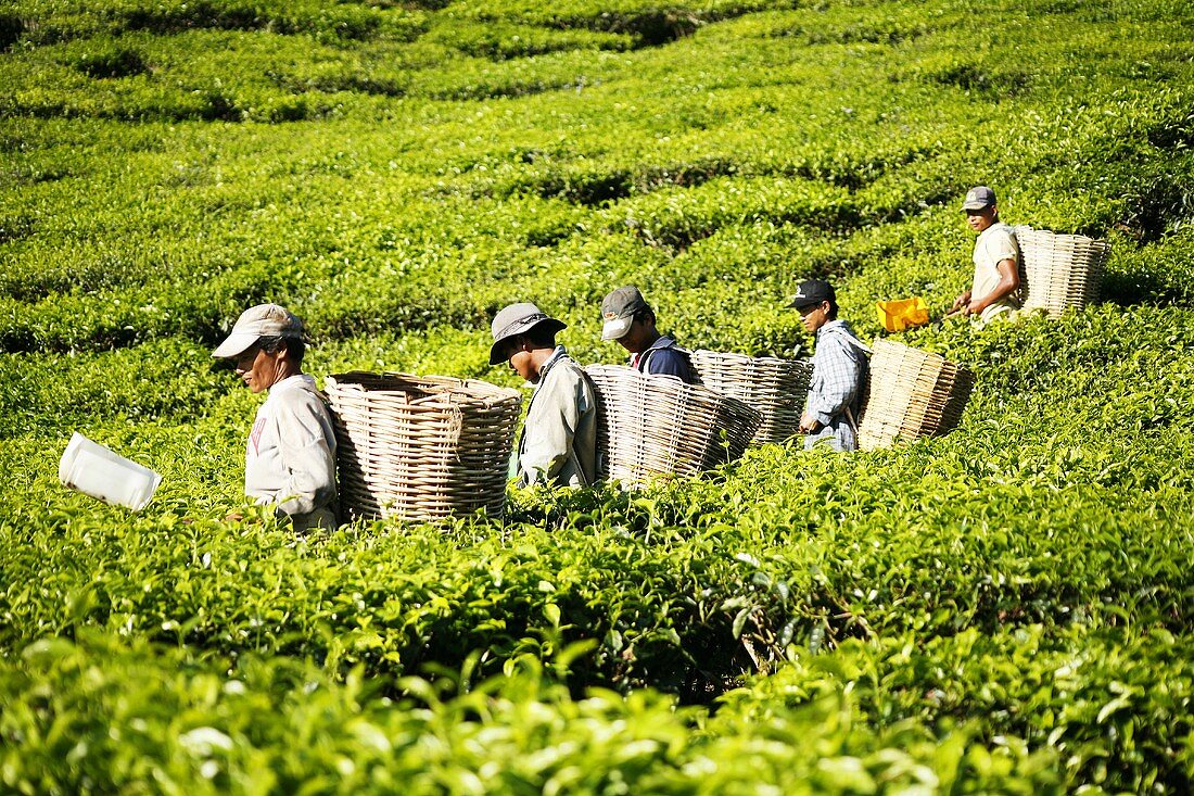 Tea pickers at work in the field, Malaysia