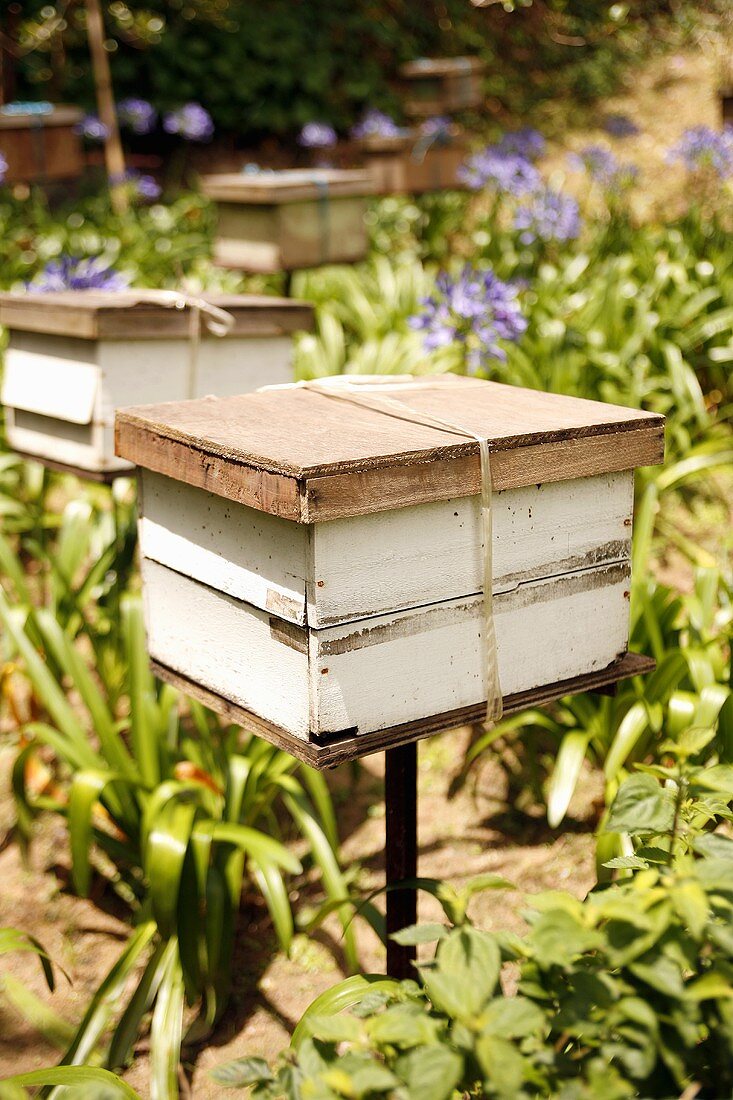 Beehives in a tropical garden (Malaysia)