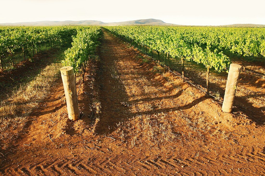 Vineyards of Warburn Estate (Griffith, NSW, Australia)