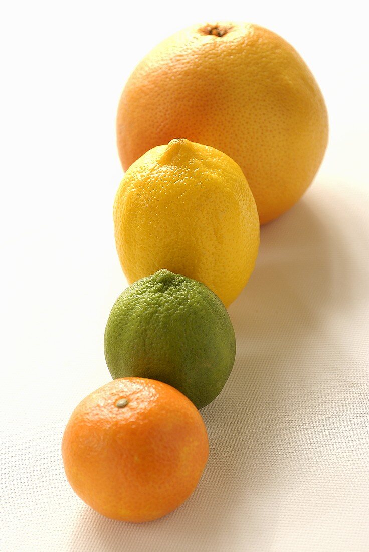 Different citrus fruits in a row