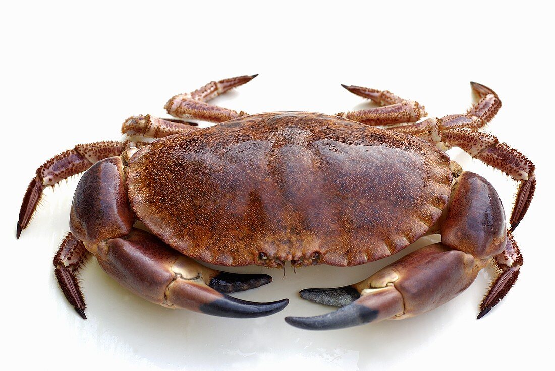 A crab