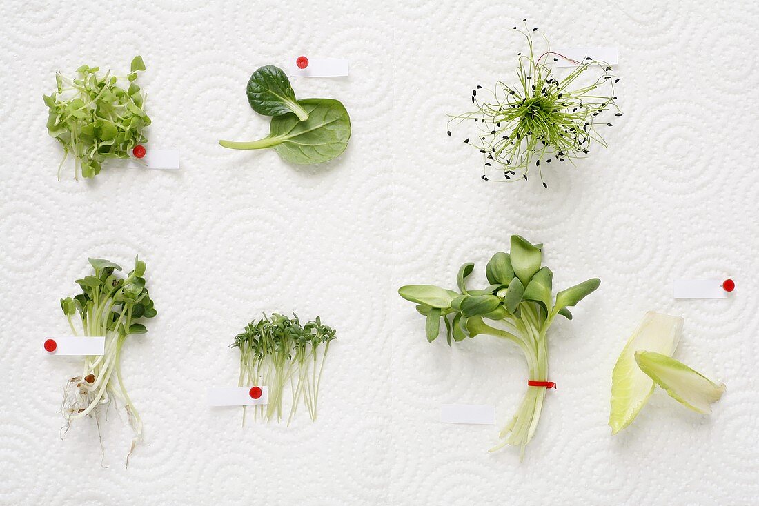 Sprouted seeds and young leafy vegetables