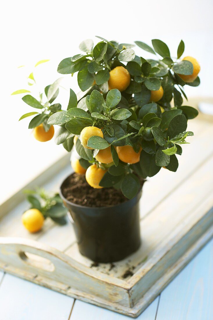 Orangenbäumchen mit Früchten auf einem Tablett