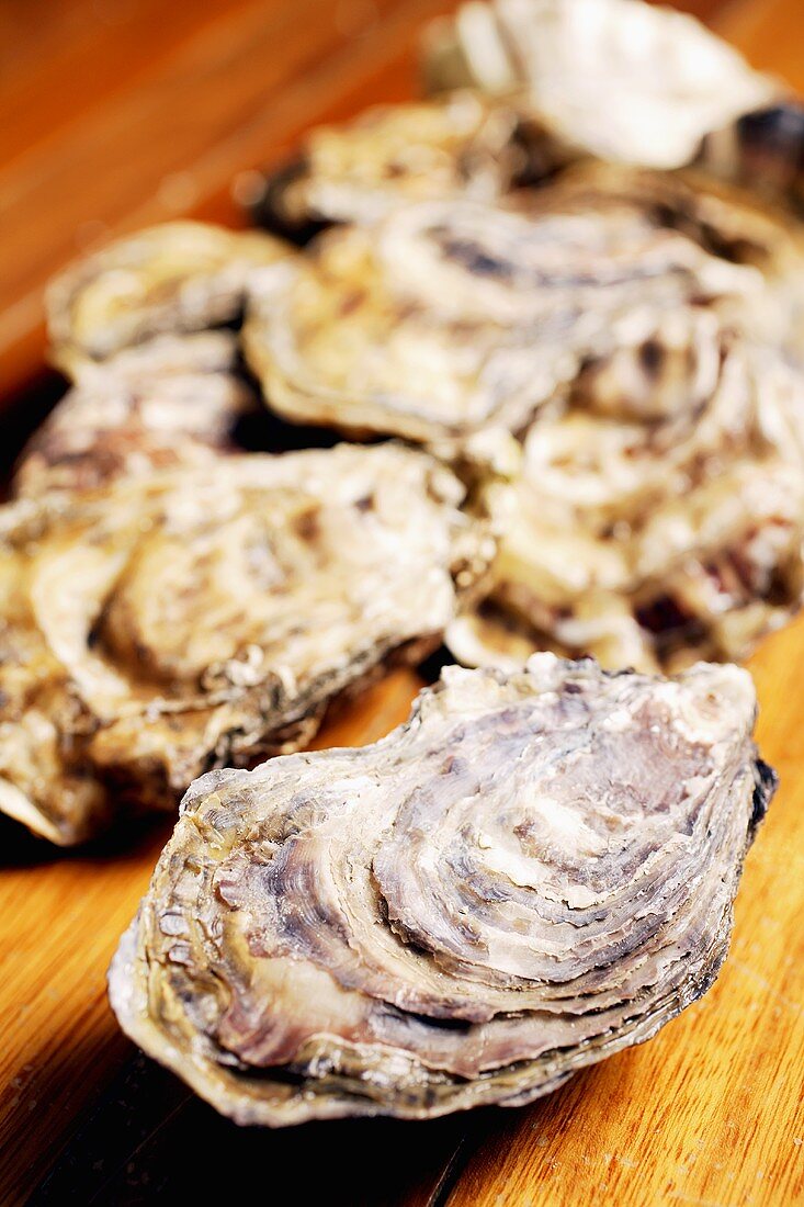 Fresh oysters