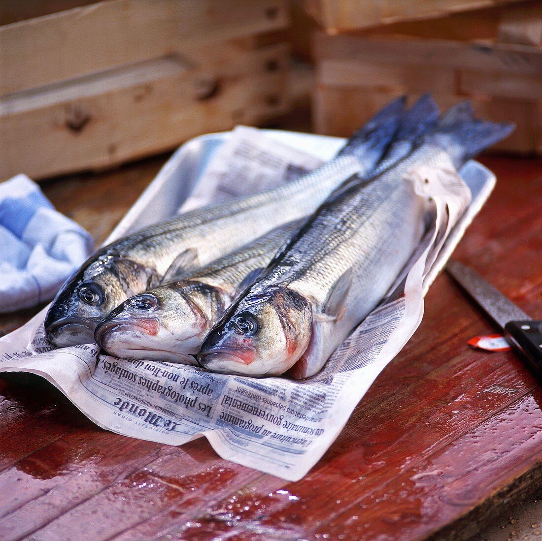 Three freshly-caught sea bass