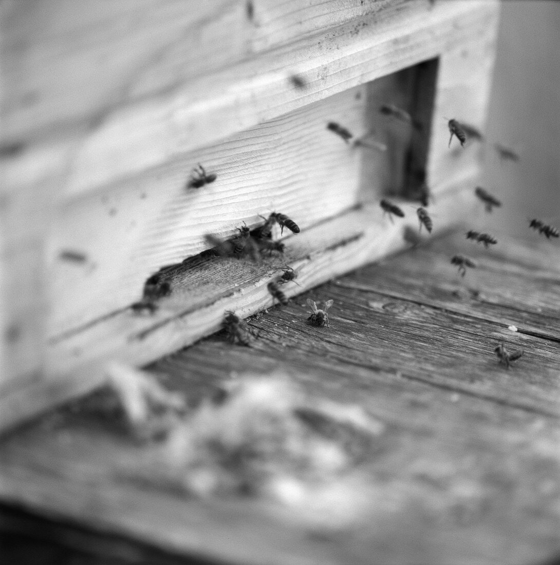 Hard-working bees outside a beehive