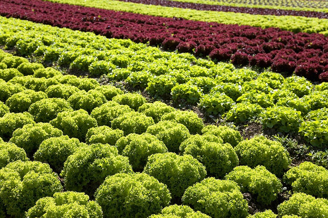 Various types of lettuce in a field