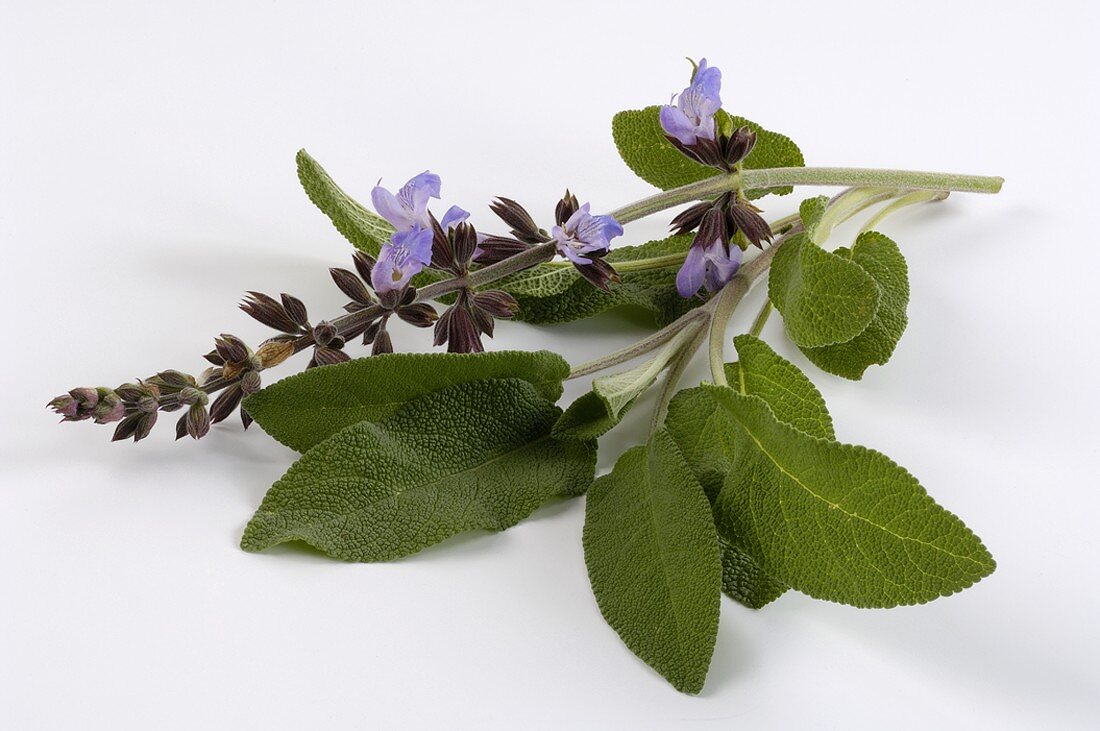 Flowering sage