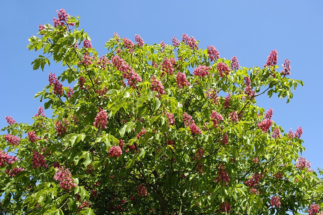 Flowering red horse chestnut