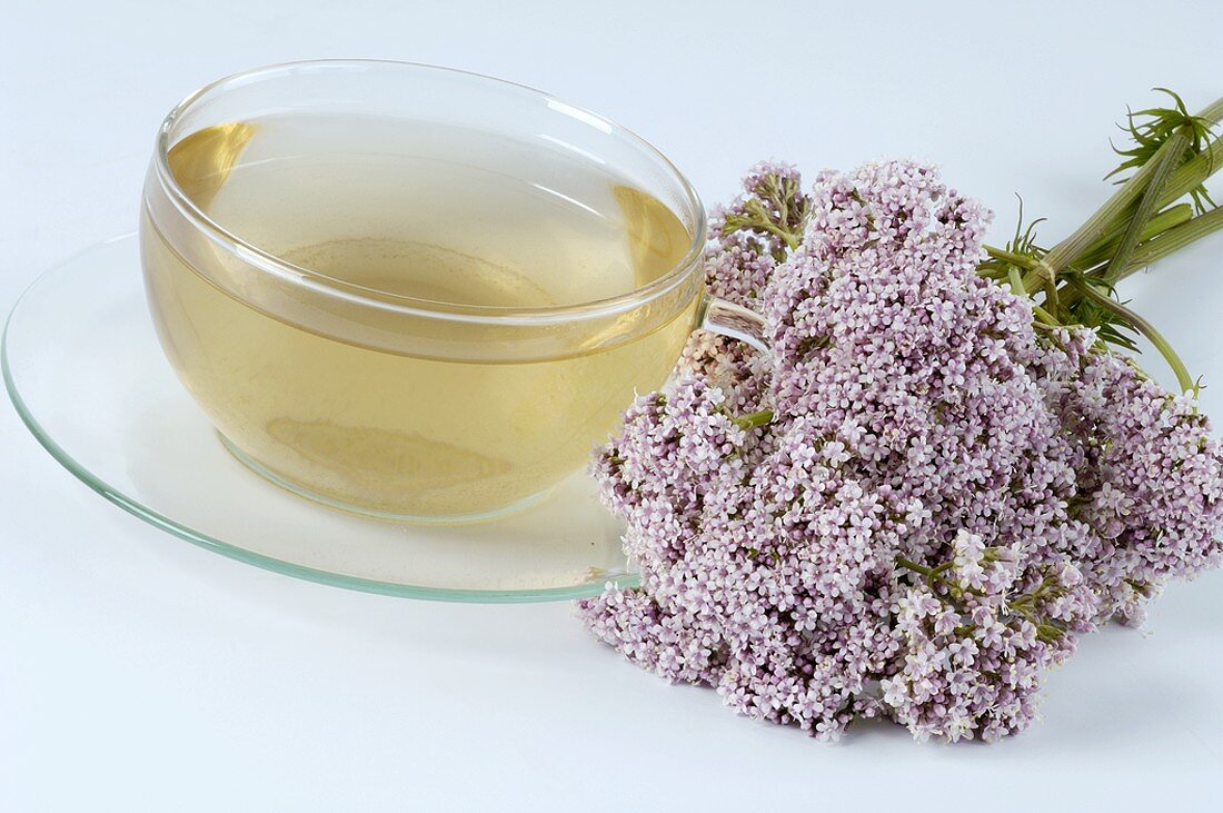 Valerian tea with flowers (Valeriana officinalis)