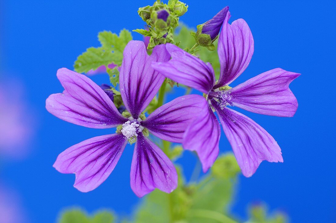 Common mallow (Malva sylvestris)