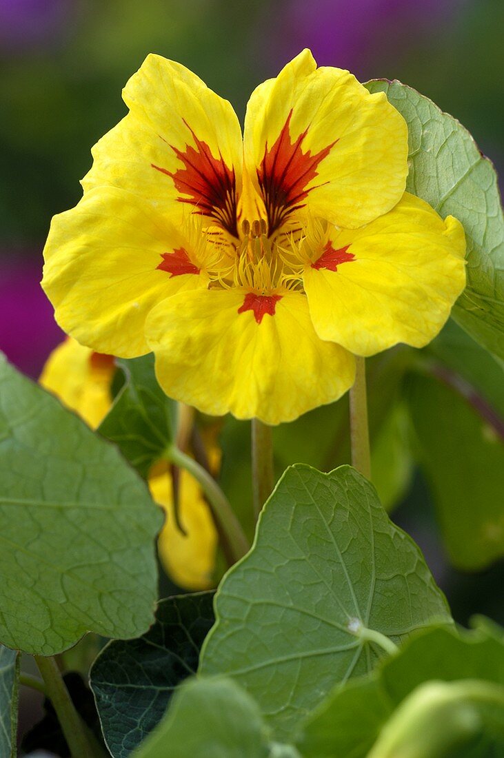 Kapuzinerkresse mit gelben Blüten